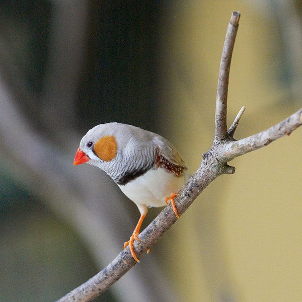 Observação de Aves (Birdwatching)