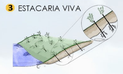 Estacaria Viva