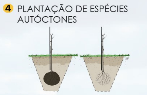 Plantação de espécies autóctones