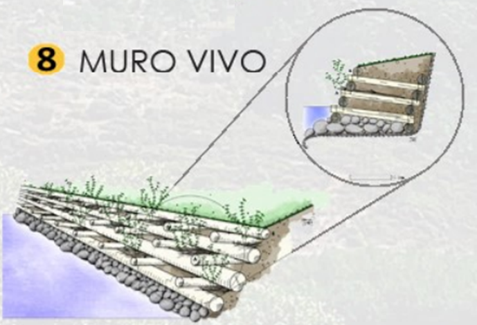 Muro Vivo